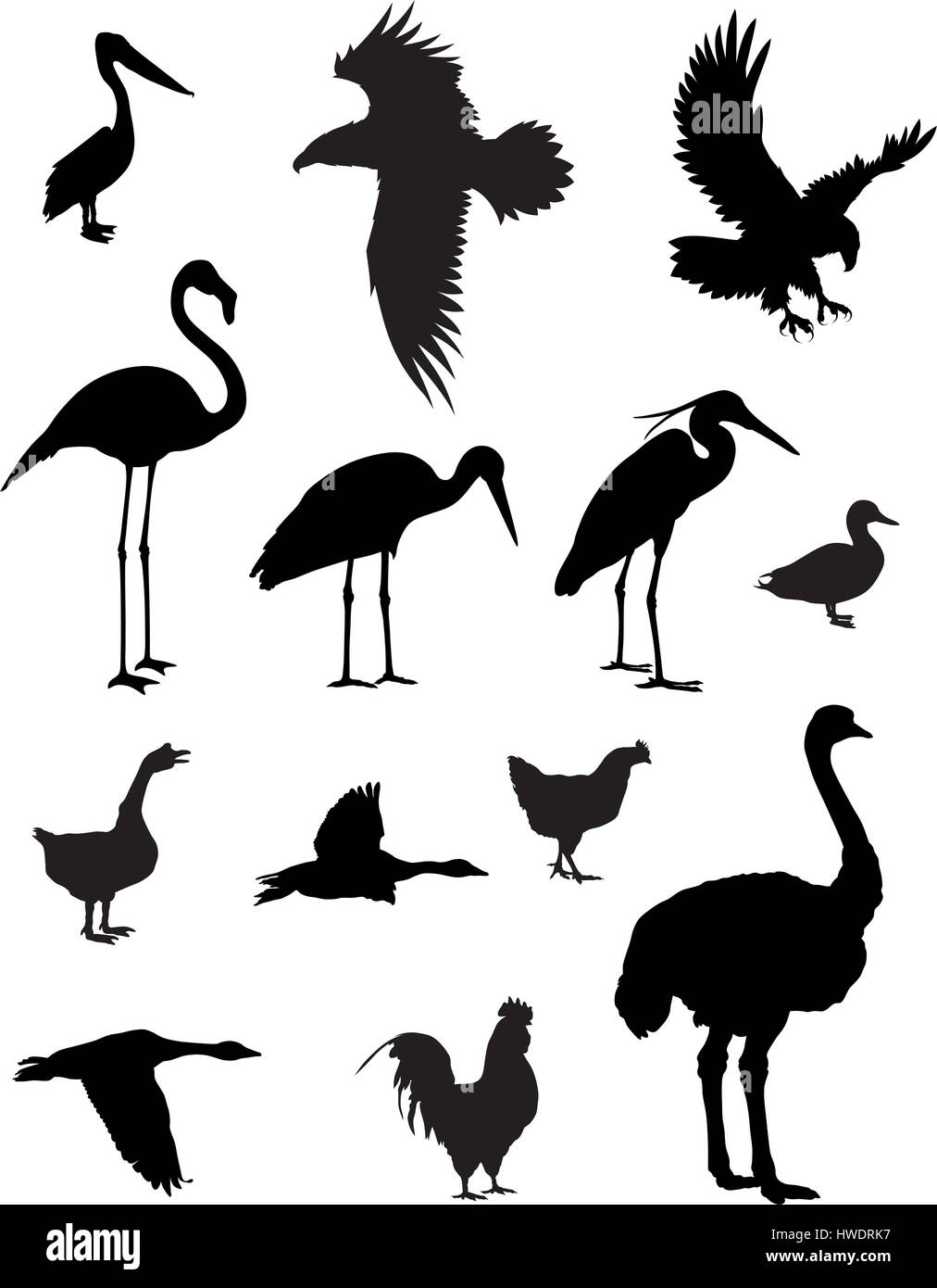 Illustrazione Vettoriale di vari uccelli sagome Illustrazione Vettoriale