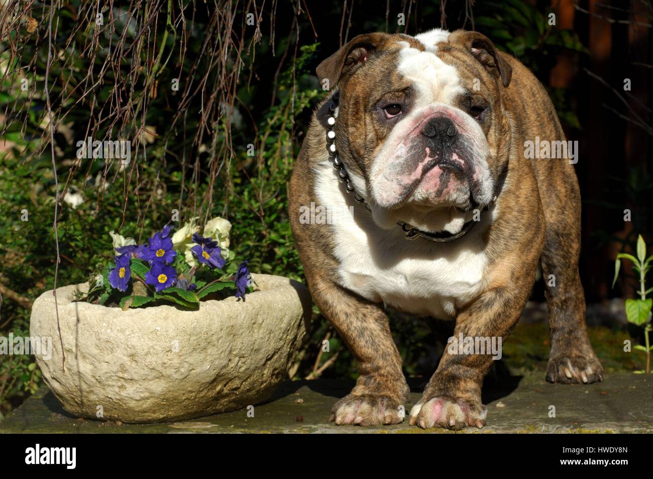 Bulldog inglese (Canis lupus familiaris) Foto Stock
