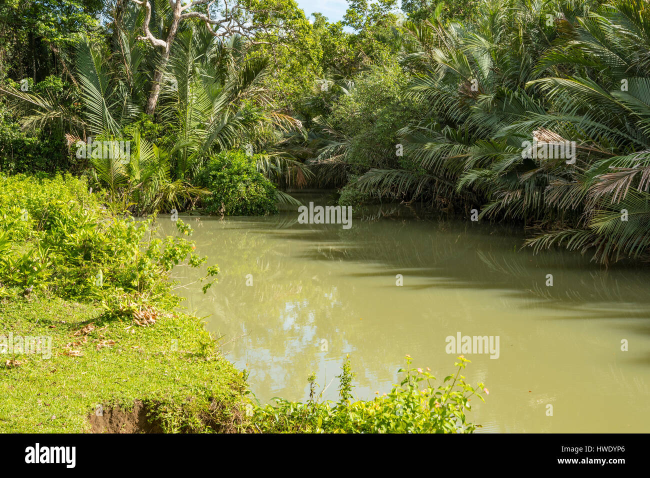 Creek a Ujung Kulon National Park, Java, Indonesia Foto Stock