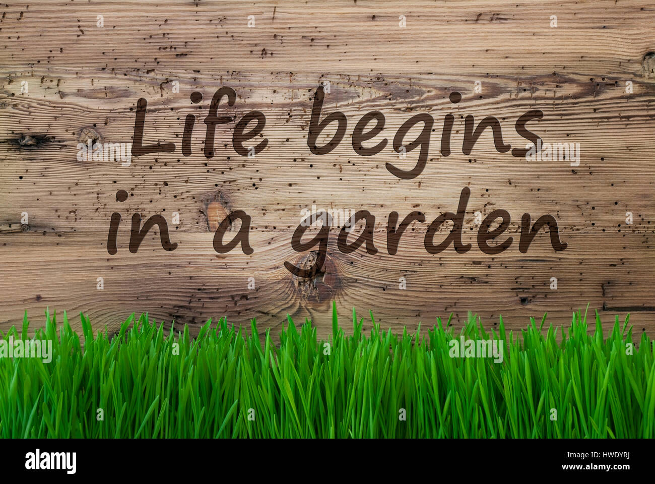 Invecchiato in legno, sfondo Gras, citare la vita inizia in un giardino Foto Stock