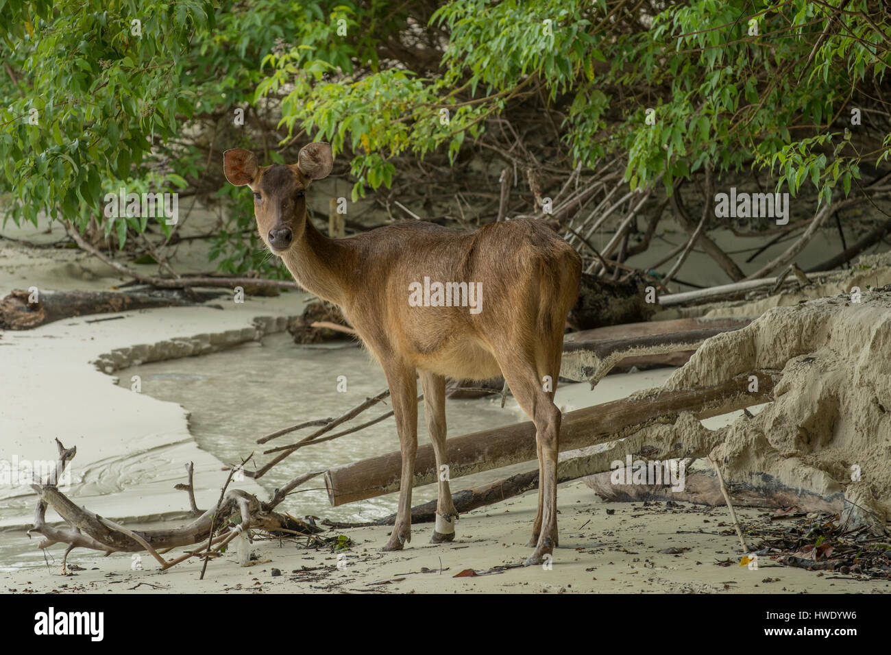 Sunda Sambar cervi, Rusa timorensis in Ujung Kulon Parco Nazionale Foto Stock