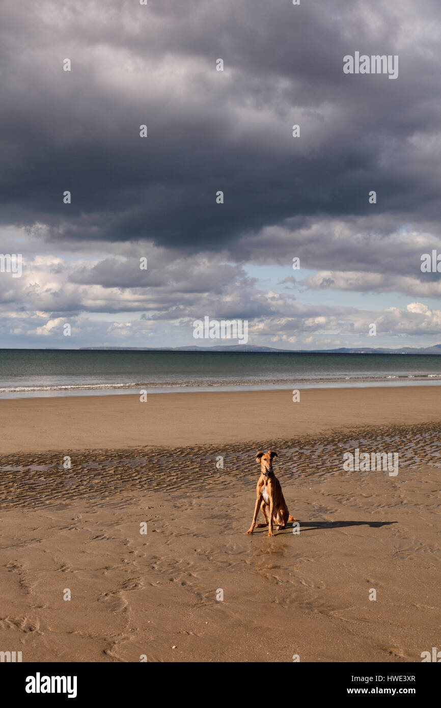 Levriero saluki lurcher croce dog sitter solo su di una spiaggia di gallese in serata sole Foto Stock