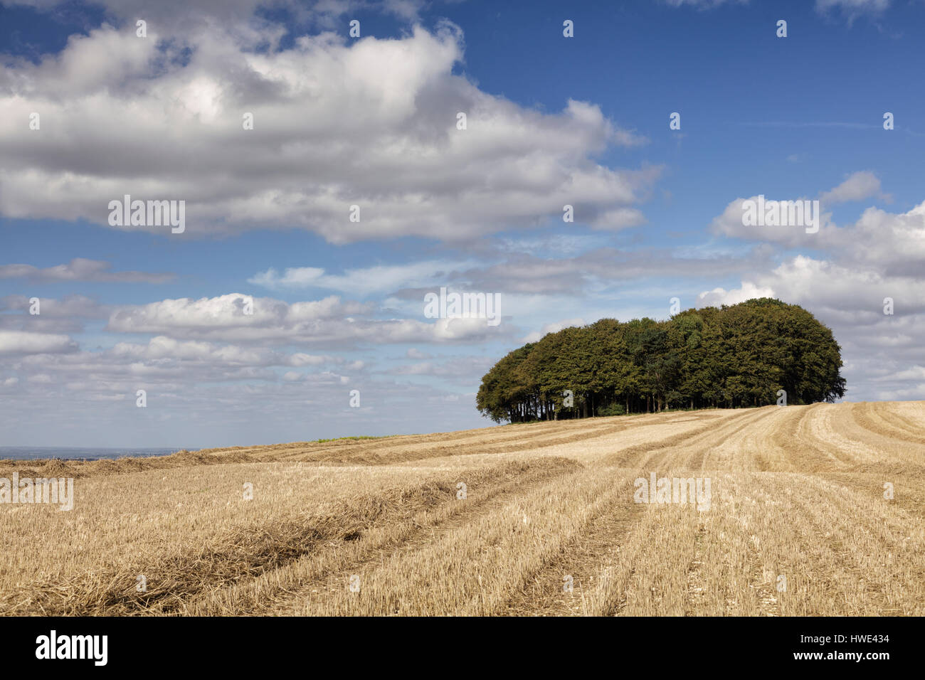 Vista su superfici agricole verso un supporto di alberi accanto a la Ridgeway National Trail nel Wiltshire Foto Stock