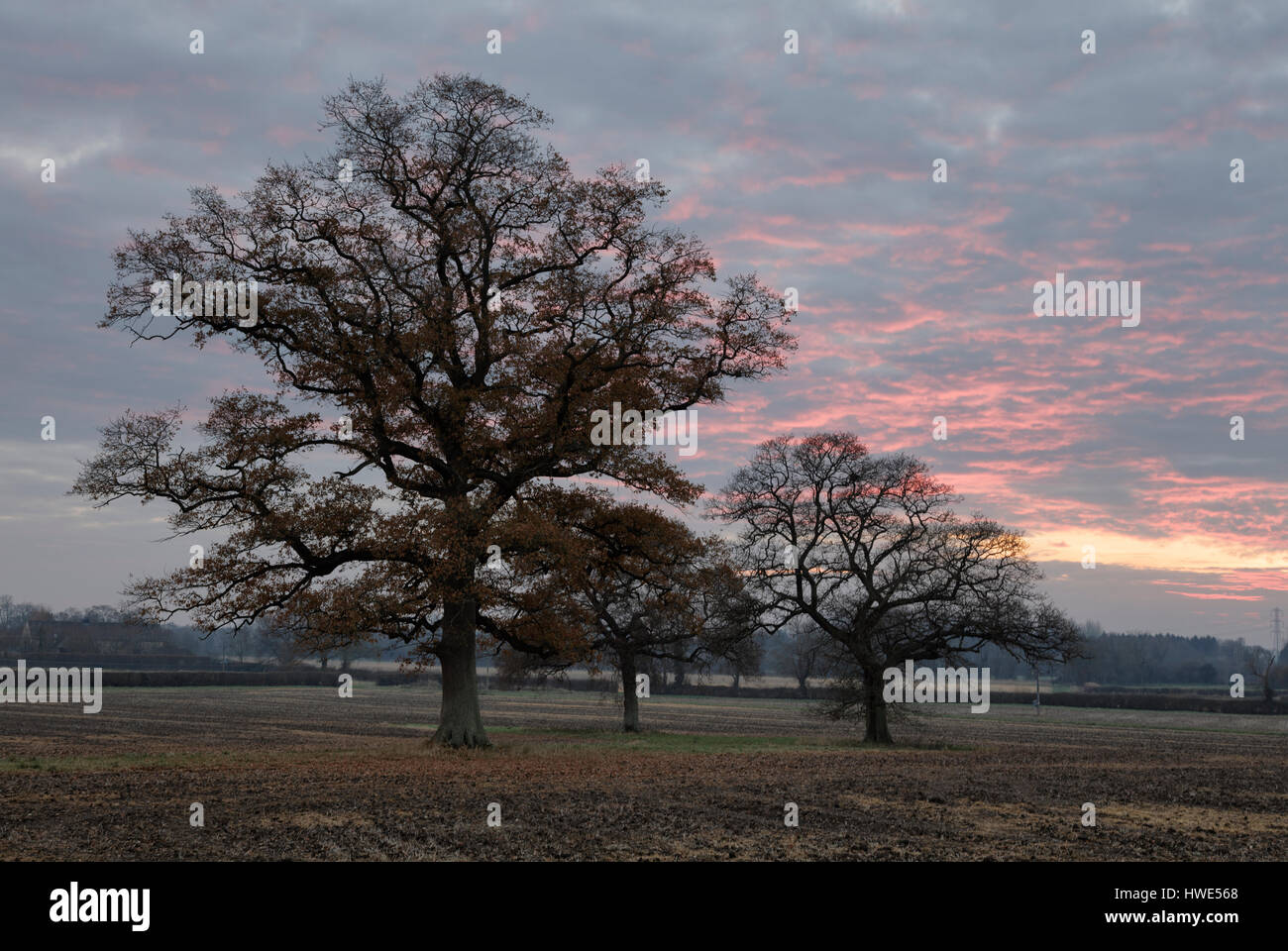 Inverno alberi su una fattoria Costwold stagliano contro un cielo tempestoso al crepuscolo Foto Stock