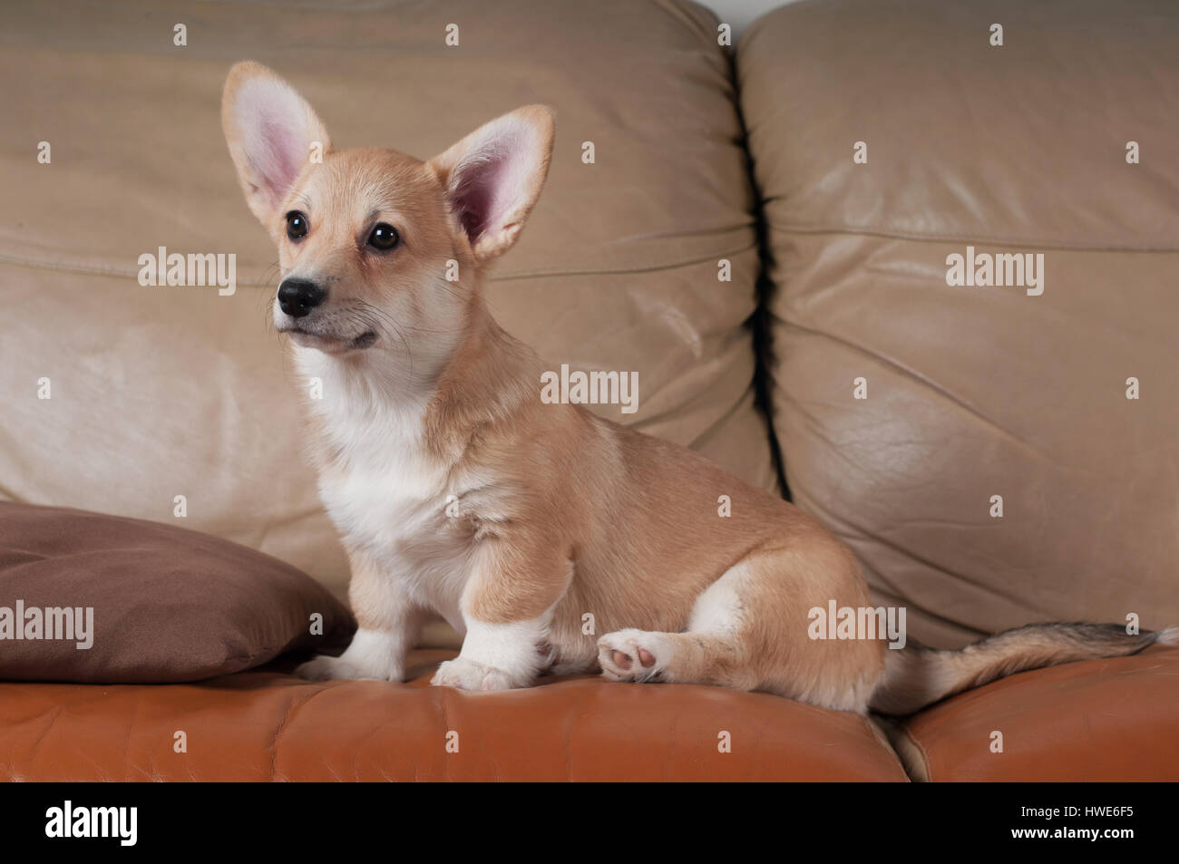 Pembroke Welsh Corgi Foto Stock