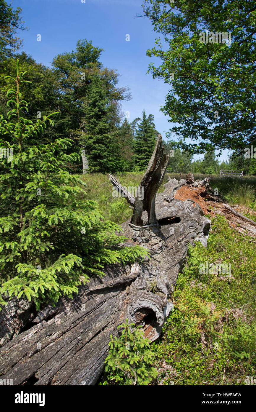 Totholz, Holz, Stamm, als Lebensraum für Tiere, alter abgestorbener Eichenstamm, Eiche, deadwood, legno morto Foto Stock