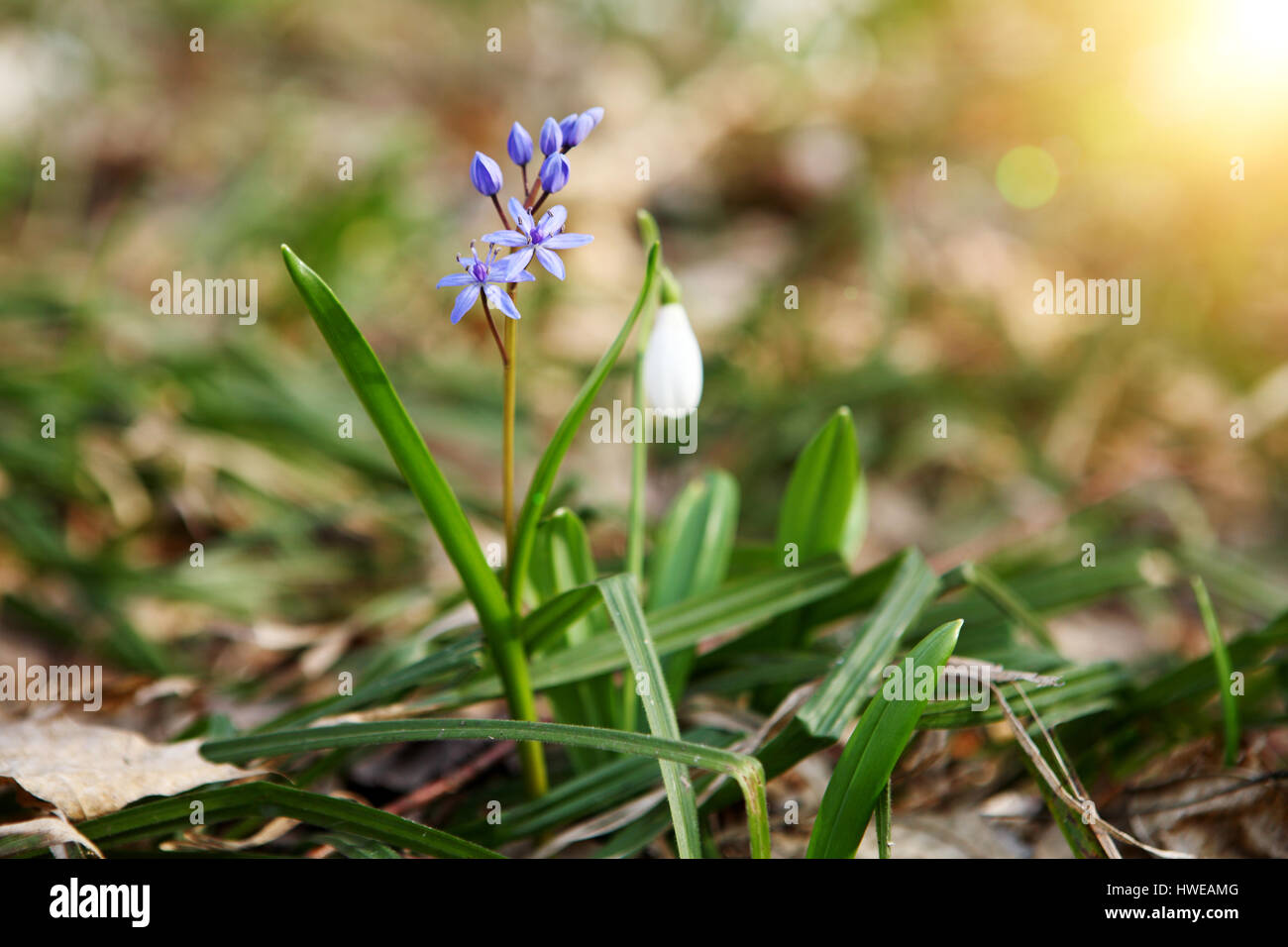 Fioritura Squil blu e snowdrops nella foresta di primavera. (Galanthus nivalis) Foto Stock