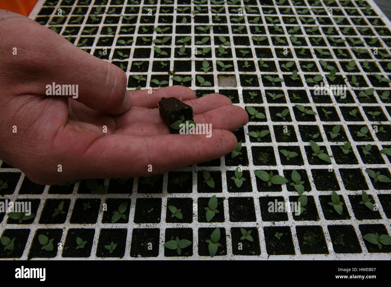 La germinazione di semi in serre Foto Stock