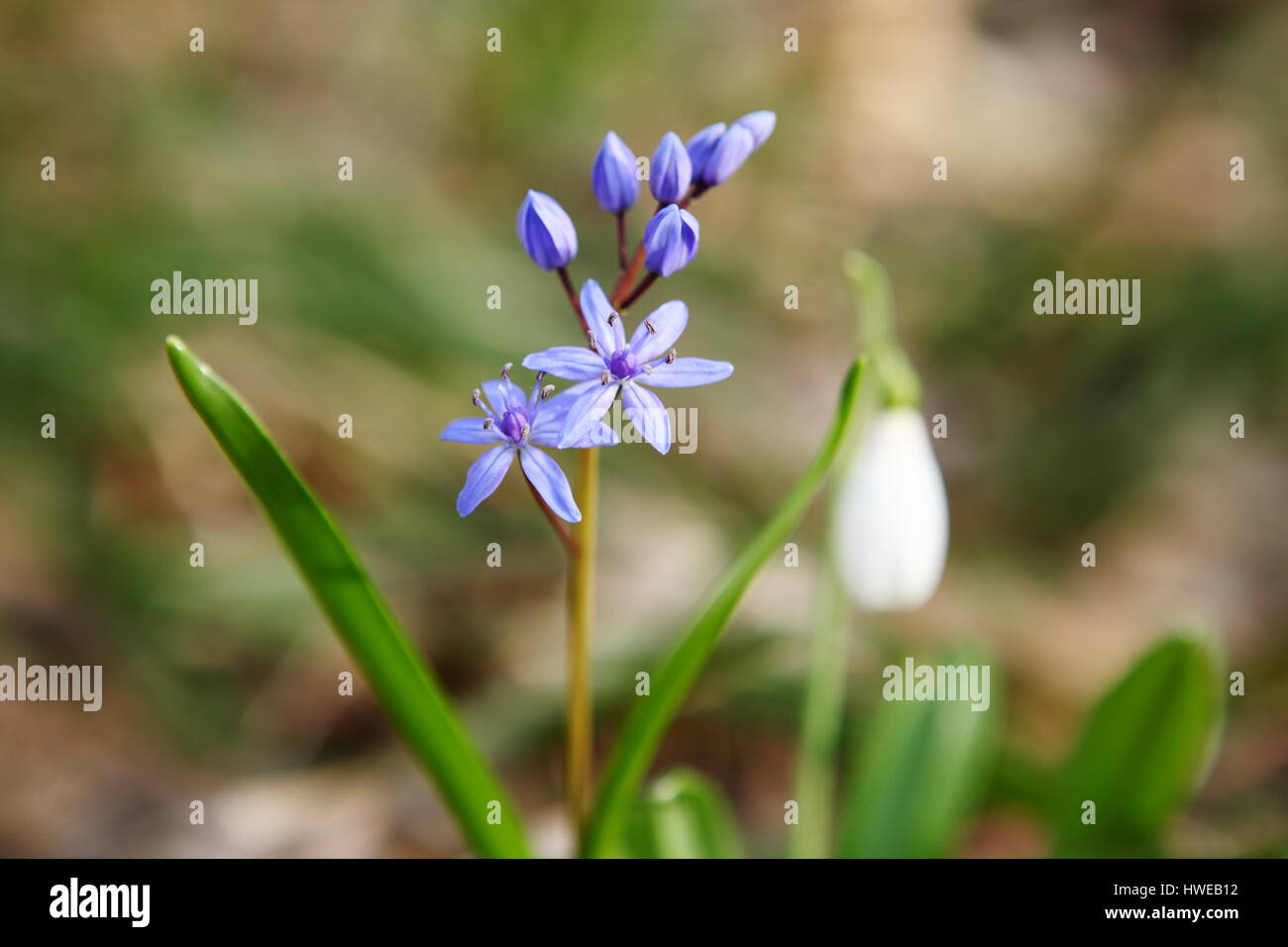 Fioritura Squil blu e snowdrops nella foresta di primavera. (Galanthus nivalis) Foto Stock