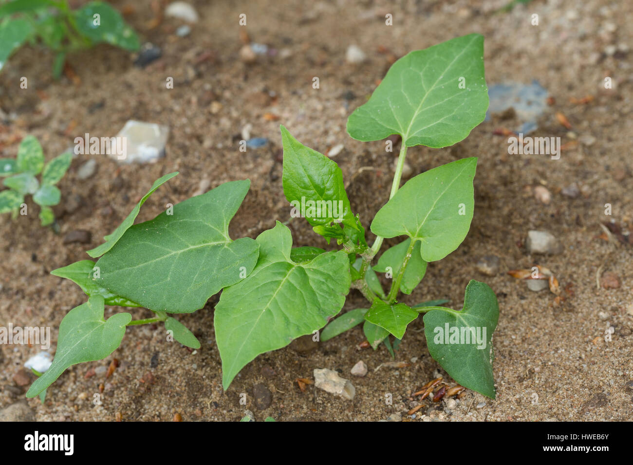 Windenknöterich, Winden-Knöterich, Acker-Windenknöterich, Acker-Flügelknöterich, Flügel-Knöterich, Blatt, Blätter vor der Blüte, Fallopia convolvulus, Foto Stock