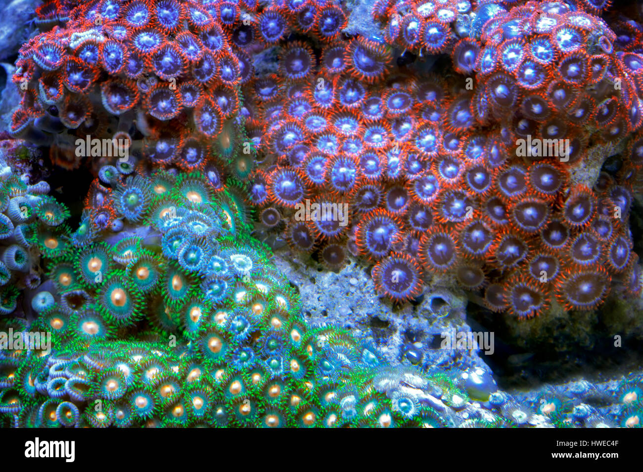 Acan coralli. Upscale di store. Tualitin. Oregon Foto Stock