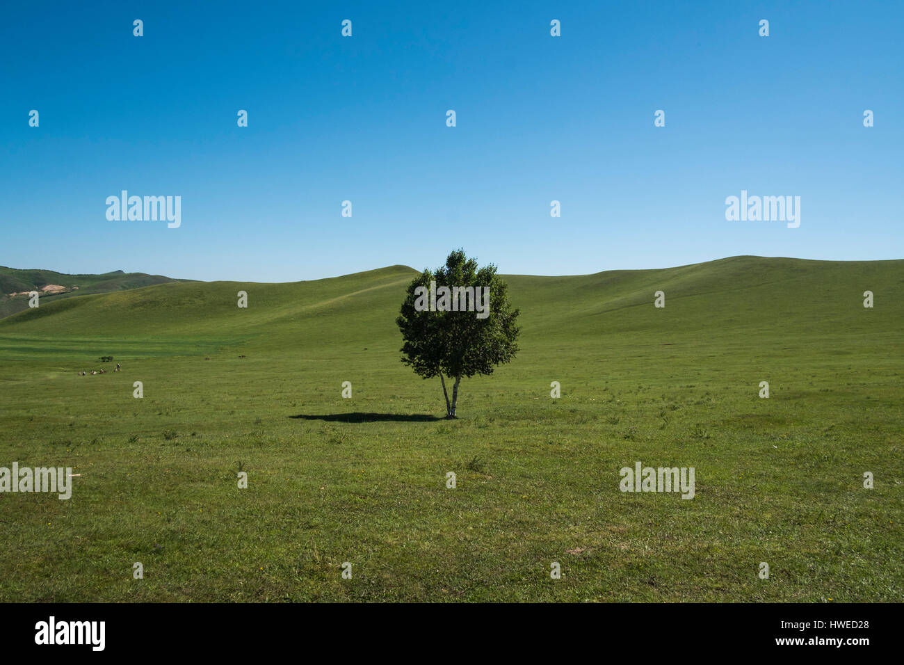 Prateria bashang,nella provincia di Hebei, Cina Foto Stock