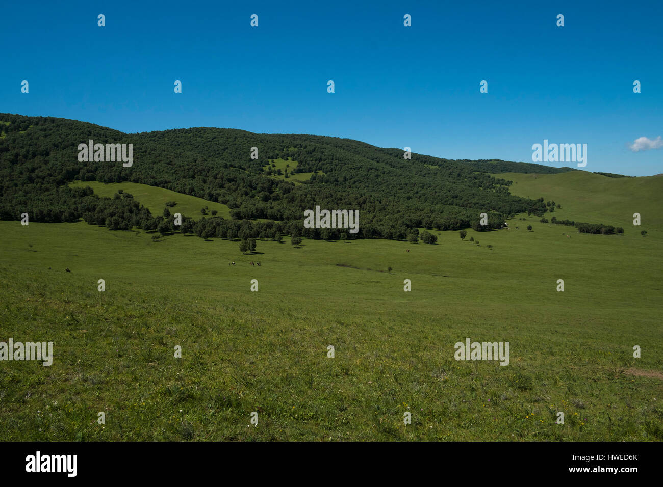 Prateria bashang,nella provincia di Hebei, Cina Foto Stock