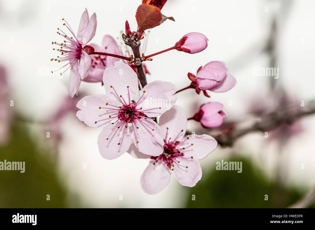 Prunus in fiore Foto Stock