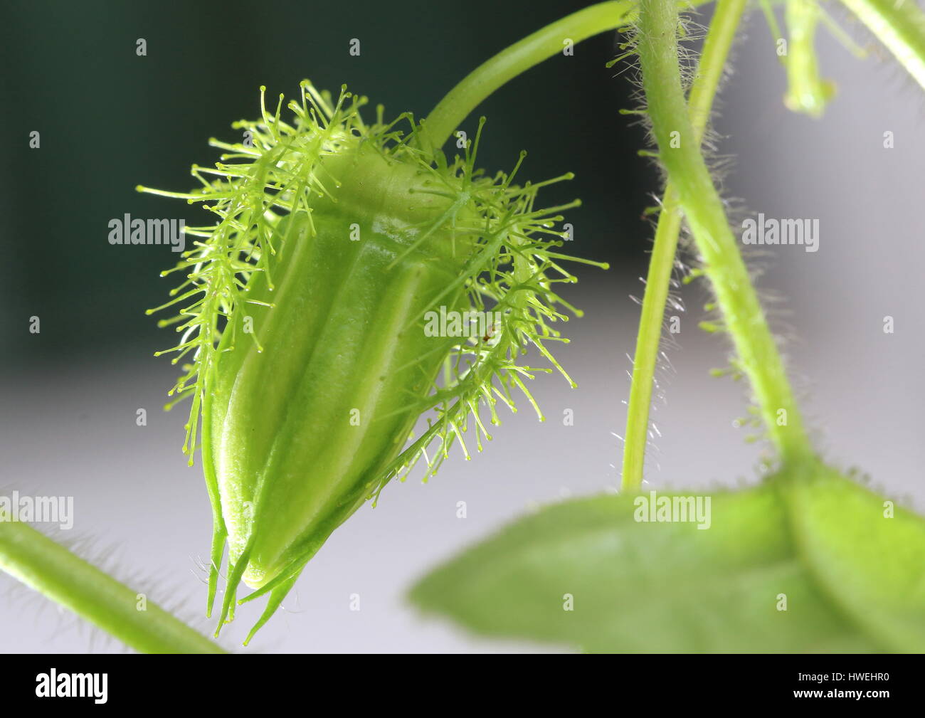 Germoglio di fiore di passionflora foetida, un paracarnivorous fiore della passione specie che può crescere facilmente. Foto Stock