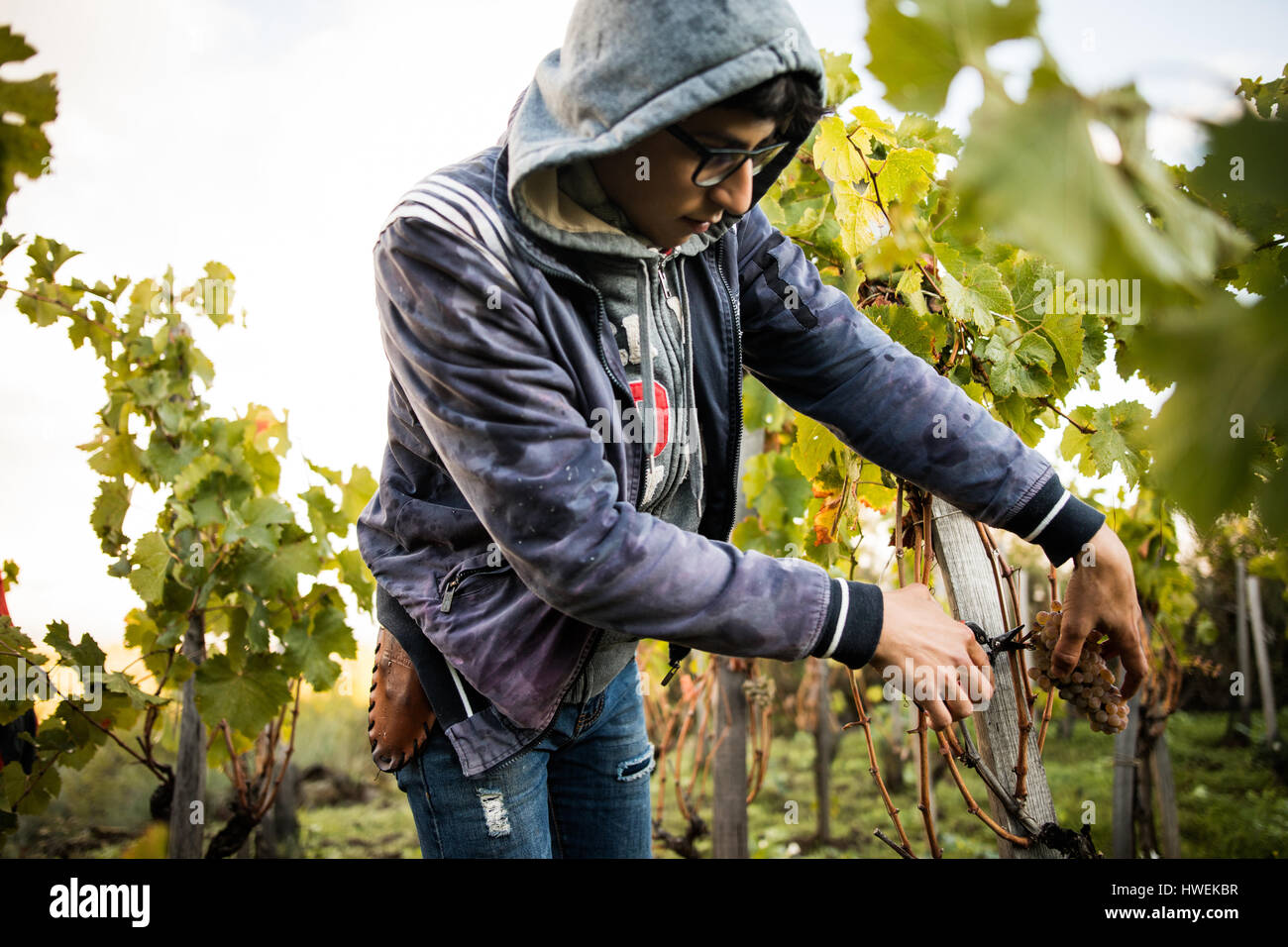 Giovane uomo taglio di uve di vitigno in vigna Foto Stock