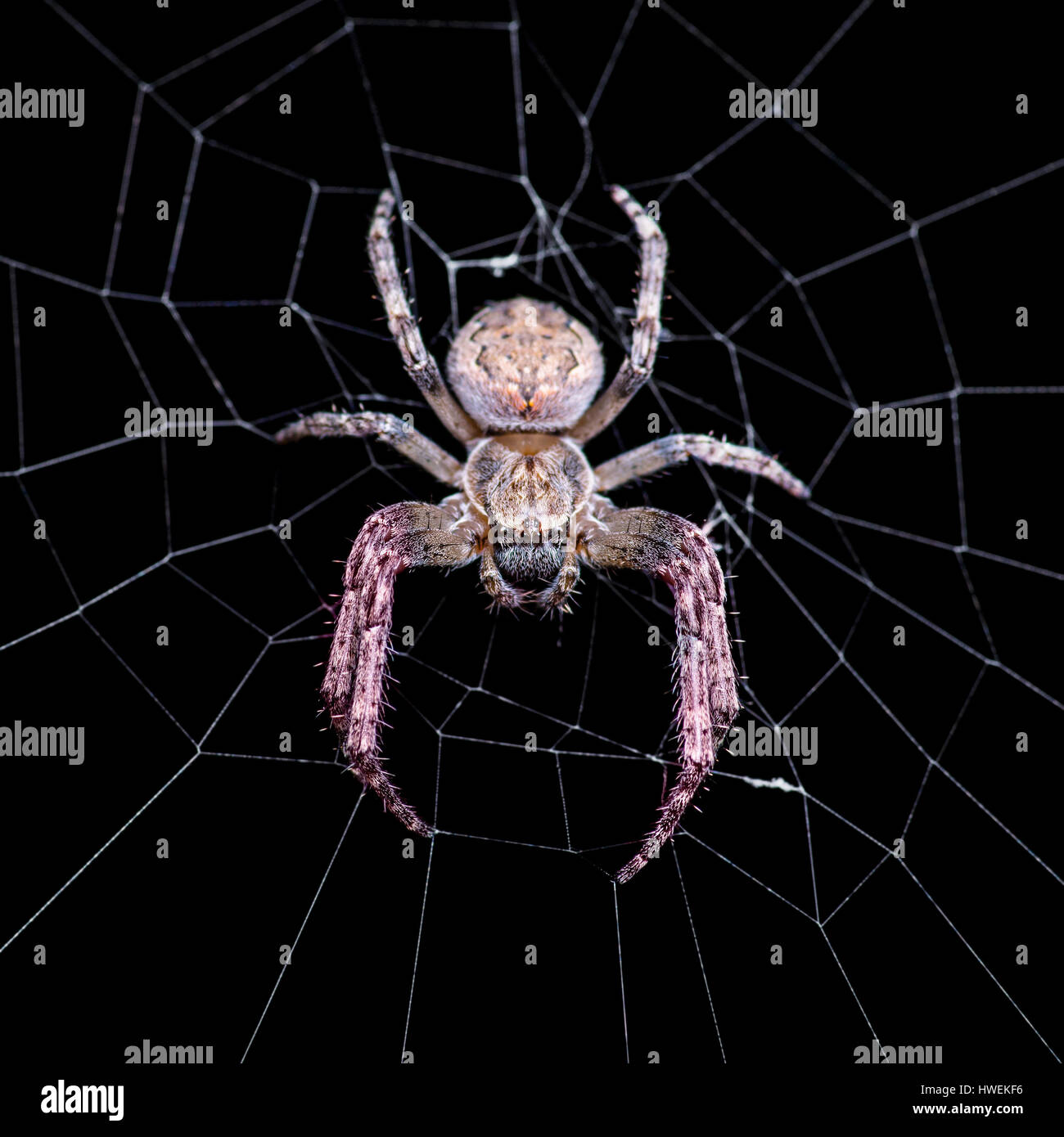 Scary Spider sul Web Foto Stock