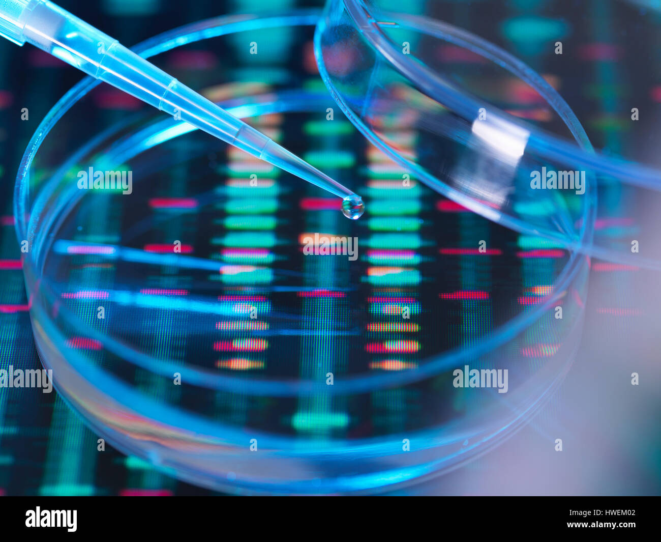 La ricerca genetica, un campione umano essendo pipettati in una piastra di petri per analisi genetiche seduti sulla sequenza di DNA Foto Stock