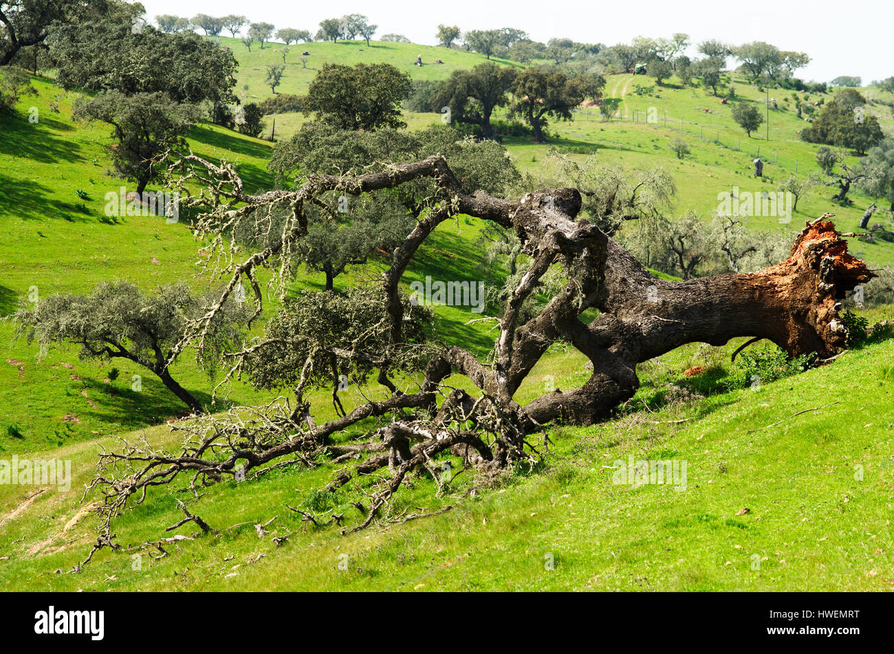 Vecchio e morto Evergreen quercia (Quercus ilex o Quercus rotundifolia) caduto a terra a partire dalle sue radici con su un verde paesaggio delle colline. Alentejo, Foto Stock