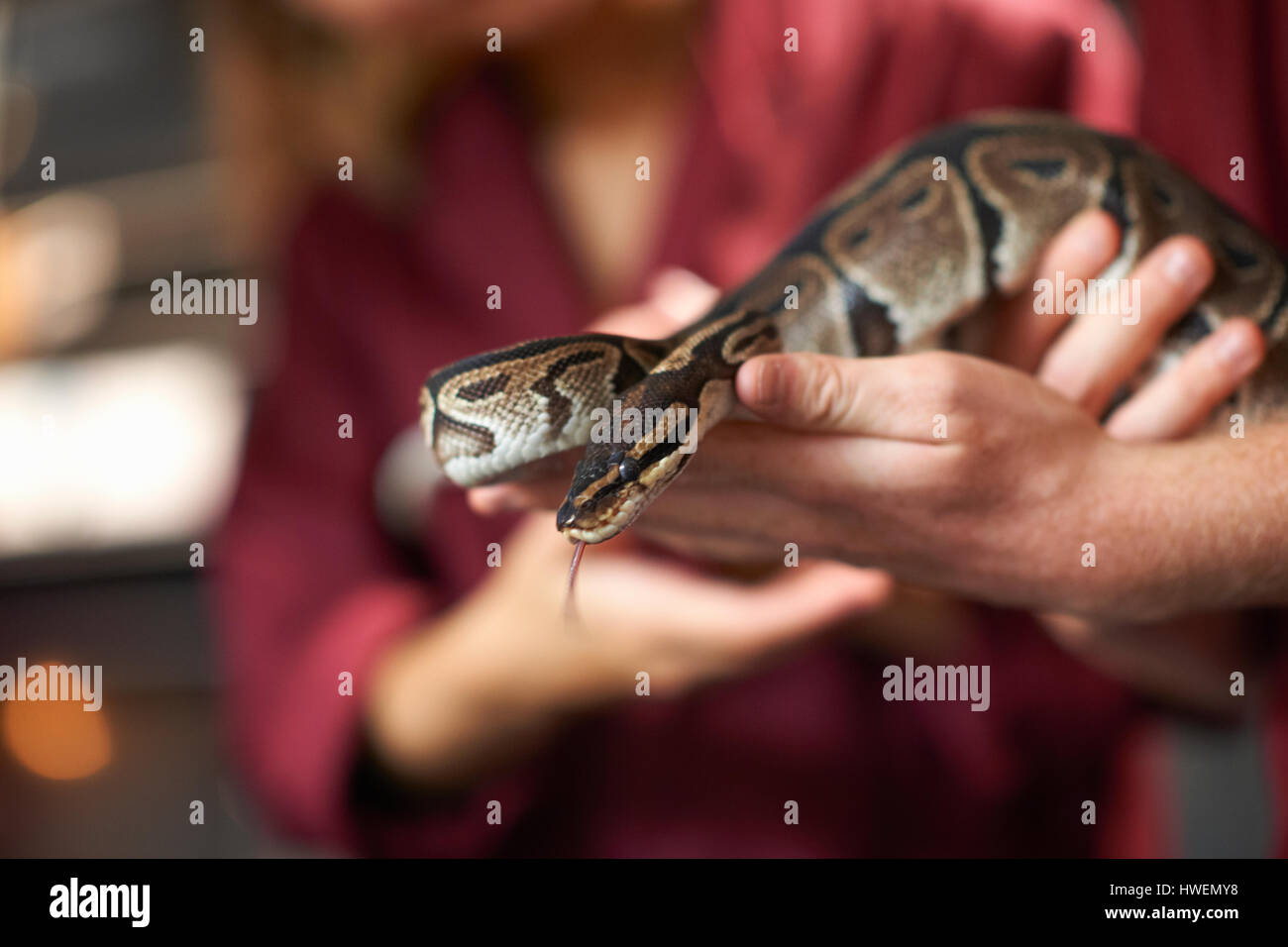 Mani di studenti del college di manipolazione python a sfera in laboratorio Foto Stock