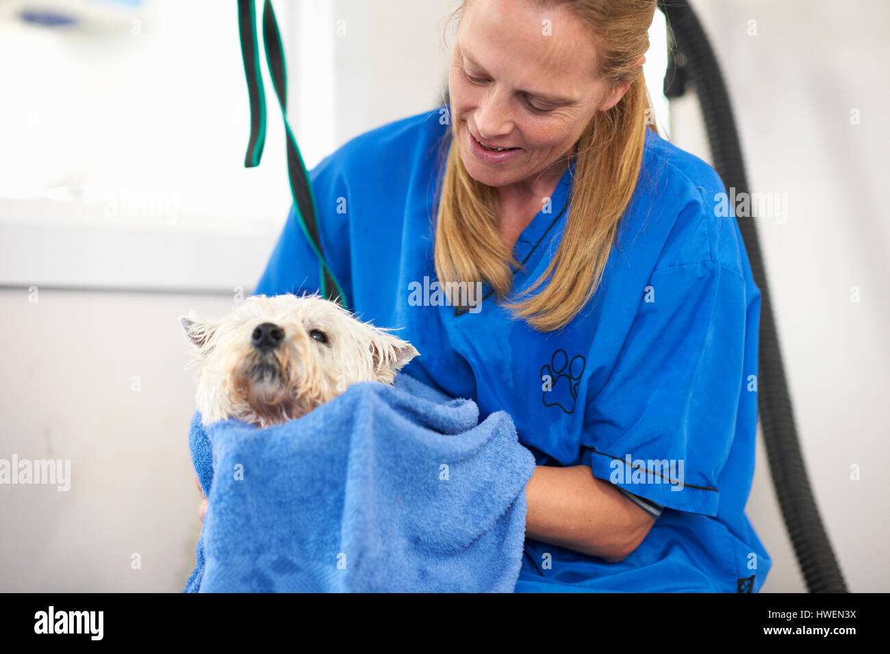 Donna essiccamento dog fur nel salone di pet Foto Stock