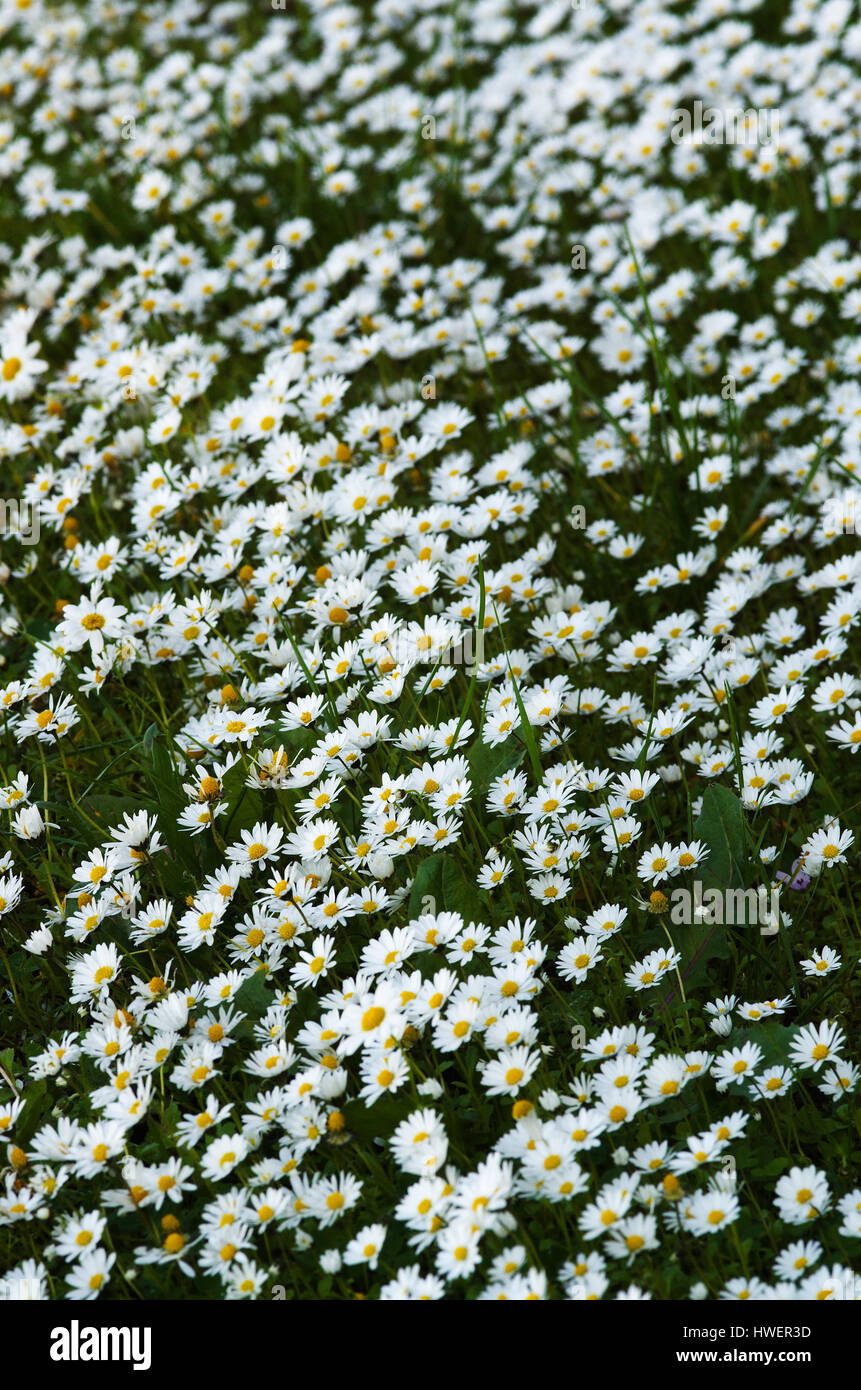 Prospettica di un campo di un selvaggio margherite letto di fiori bianchi Foto Stock