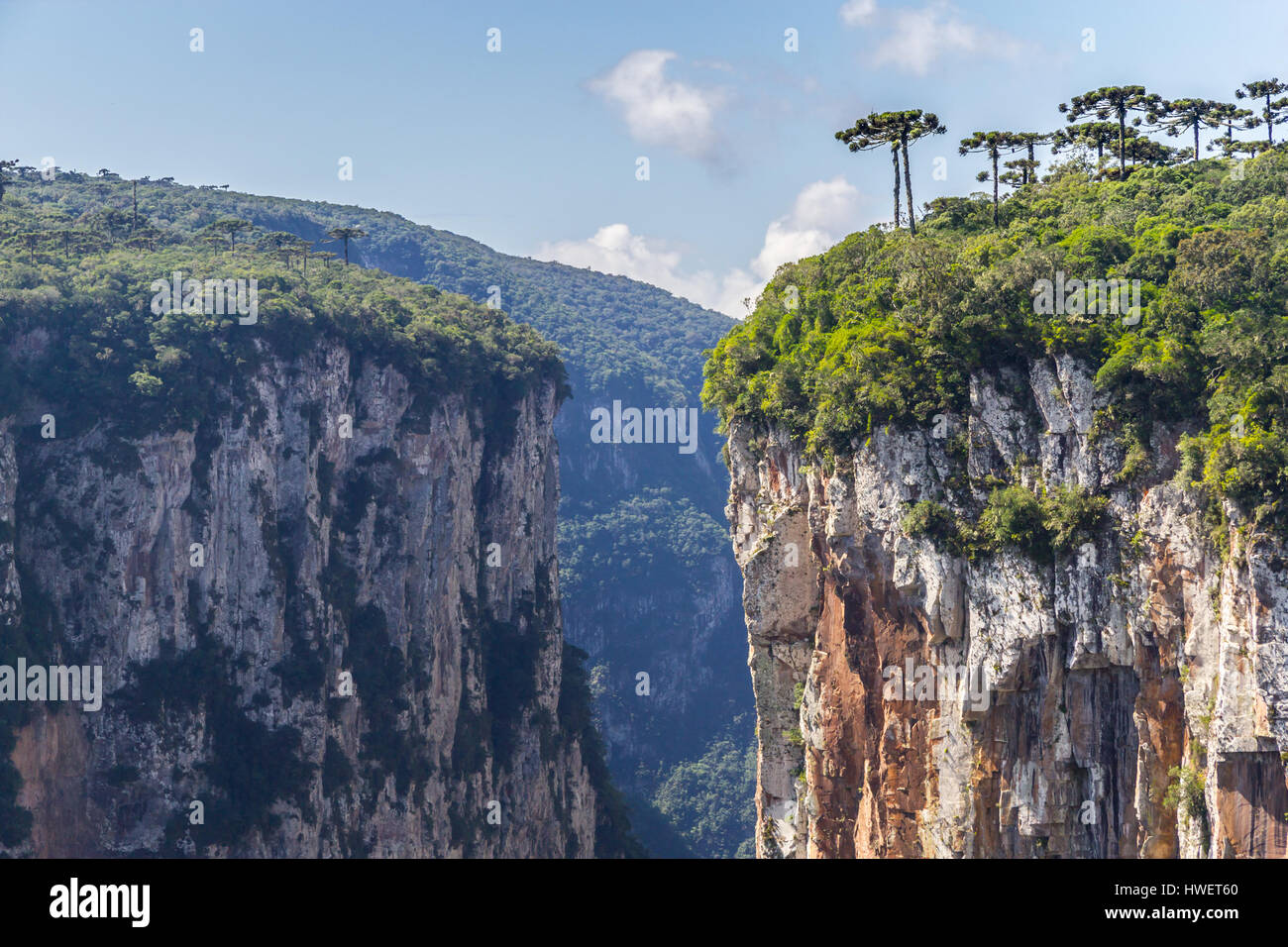 Araucaria angustifolia a Itaimbezinho Canyon, Cambara do Sul Rio Grande do Sul - Brasile Foto Stock