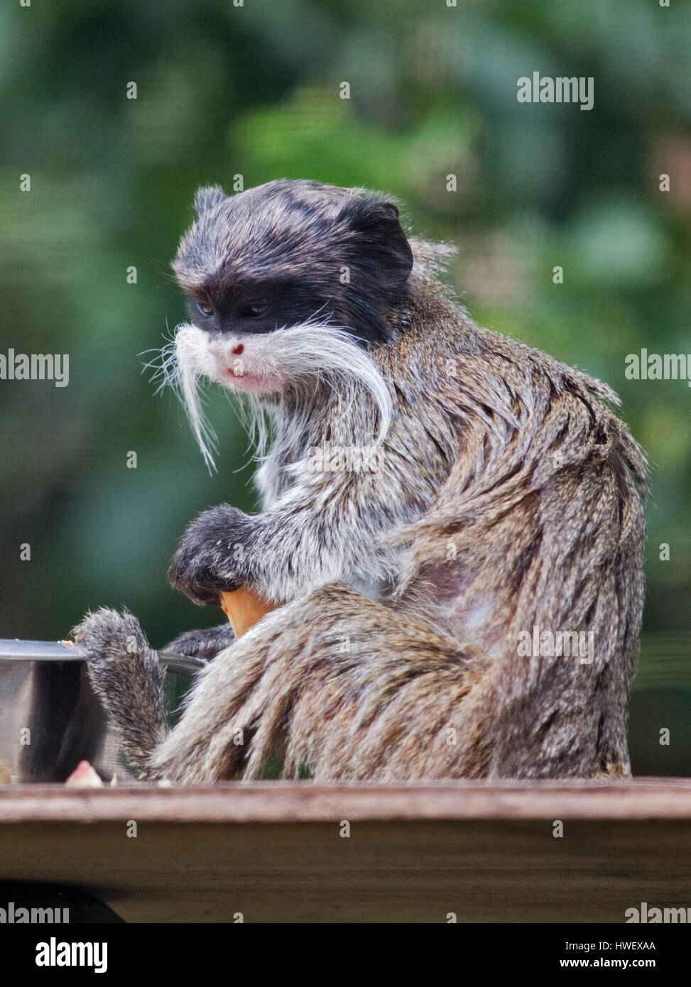 L'imperatore Tamarin (saguinus imperator subgriscescens) Foto Stock