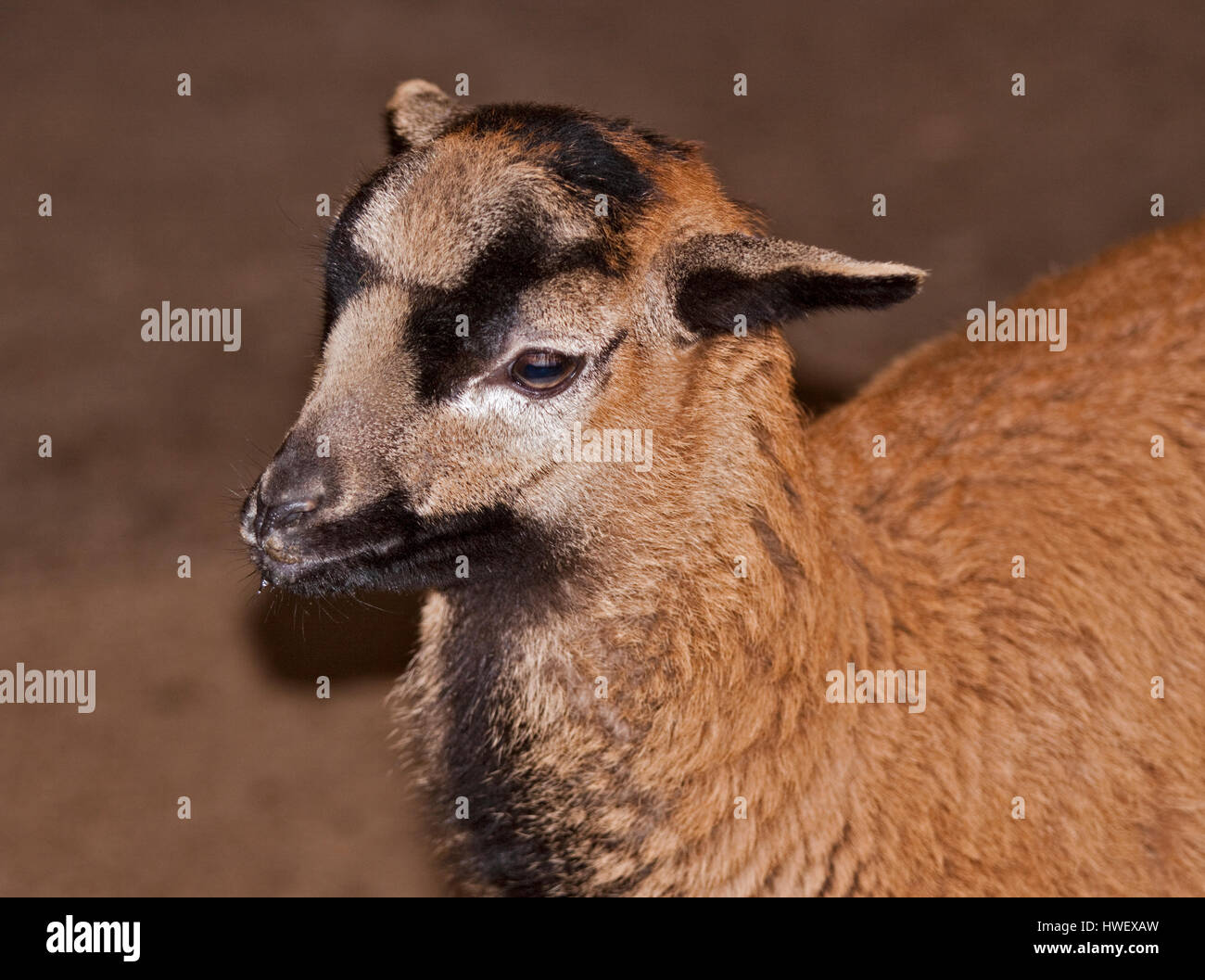 Camerun pecore agnello Foto Stock