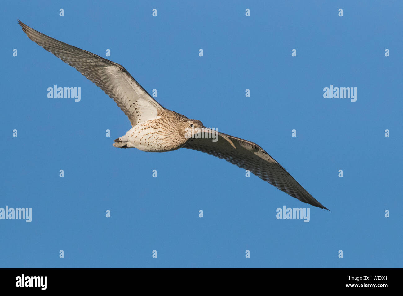 Eurasian Curlew (Numenius arquata), femmina adulta in volo Foto Stock