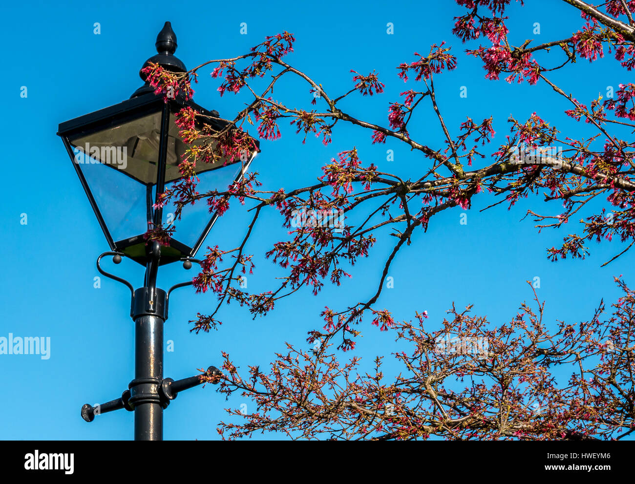 Rosa fucsia blossom si diffonde nella parte anteriore della vecchia strada vittoriana luce, St Mary's Chiesa Parrocchiale, Haddington, East Lothian, Scozia, Regno Unito Foto Stock