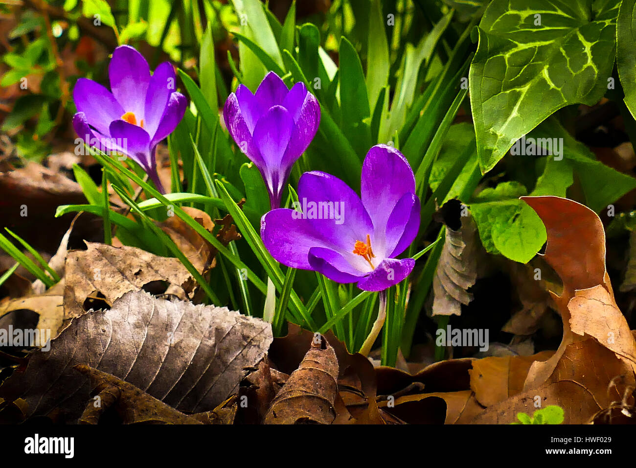 Malva di crochi in fiore che cresce in un giardino di Londra Foto Stock