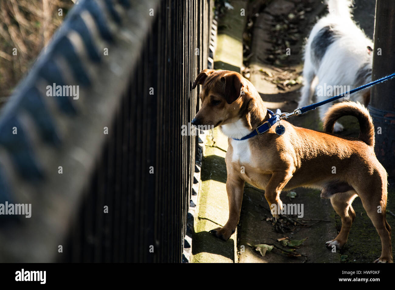 Curioso piccolo cane al guinzaglio il peering attraverso la ringhiera di metallo. Foto Stock