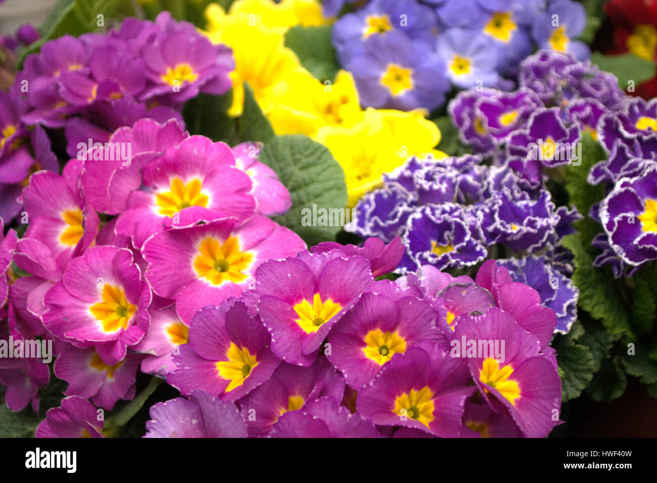 Doppio primrose vernice colorata, nome latino "Primula vulgaris " nella serra in Serbia Foto Stock