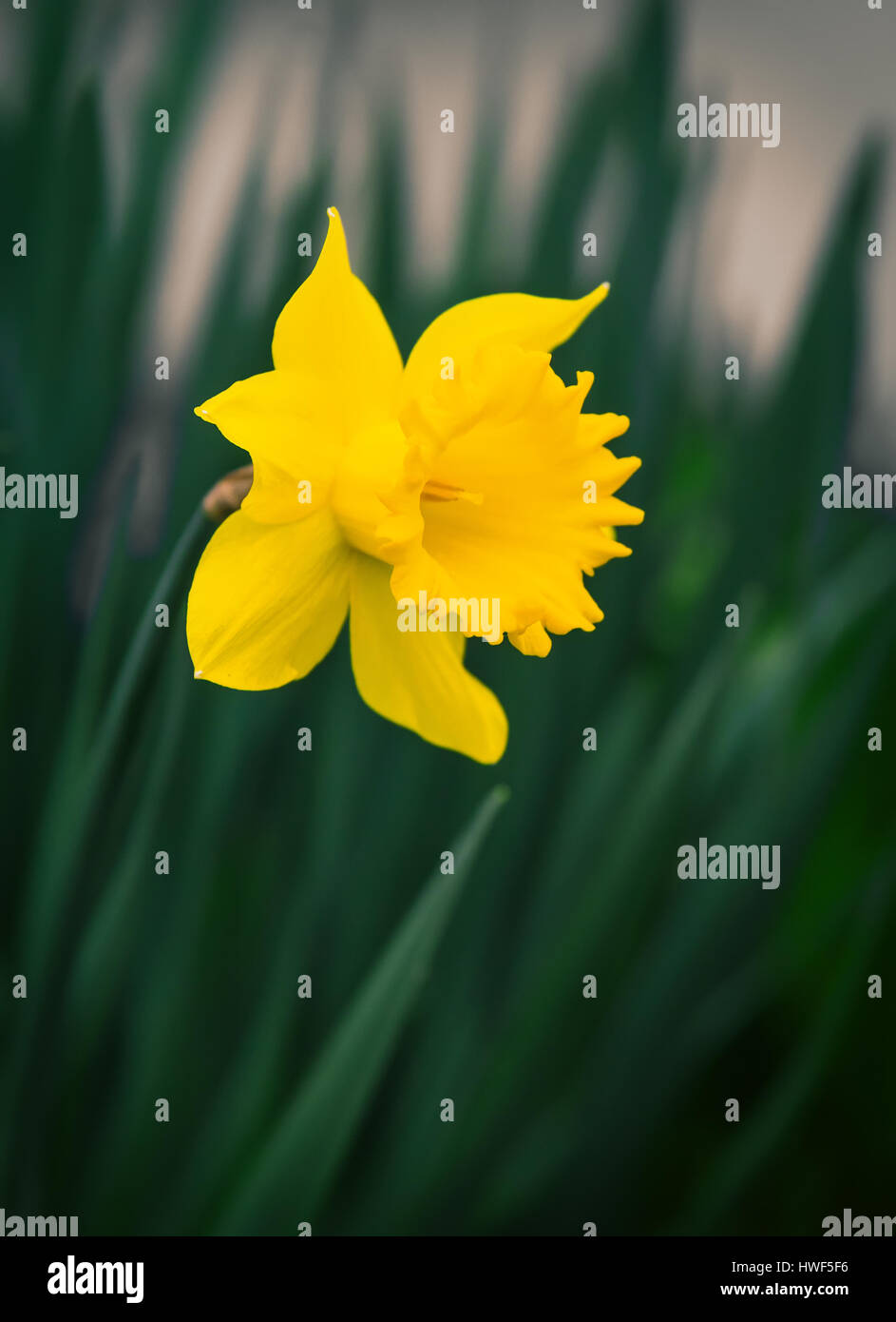 Narciso giallo Foto Stock