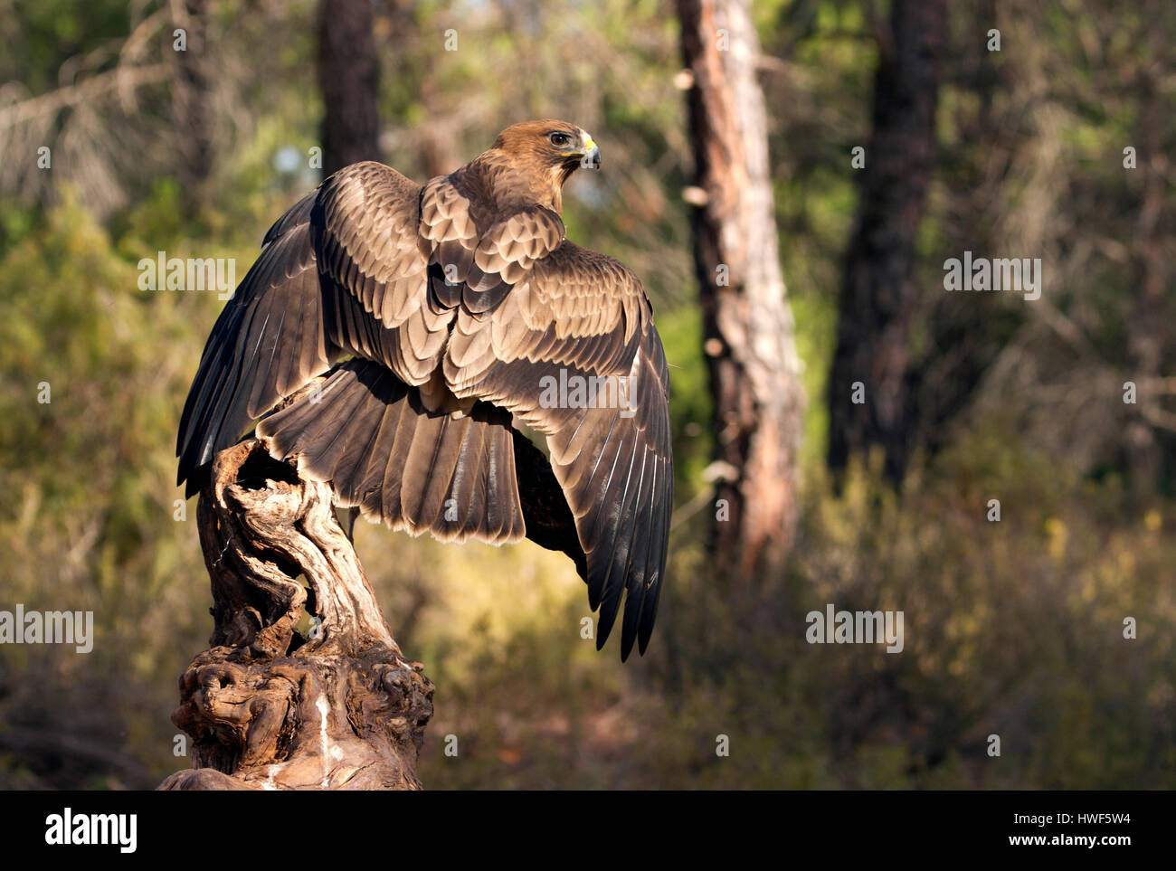 Aquila pennata Foto Stock