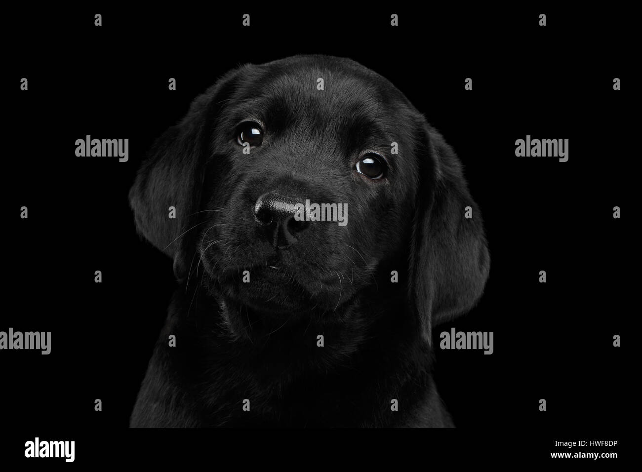 Il Labrador Retriever cucciolo isolato su sfondo nero Foto Stock