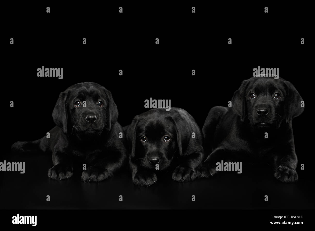 Il Labrador Retriever cuccioli isolati su sfondo nero Foto Stock