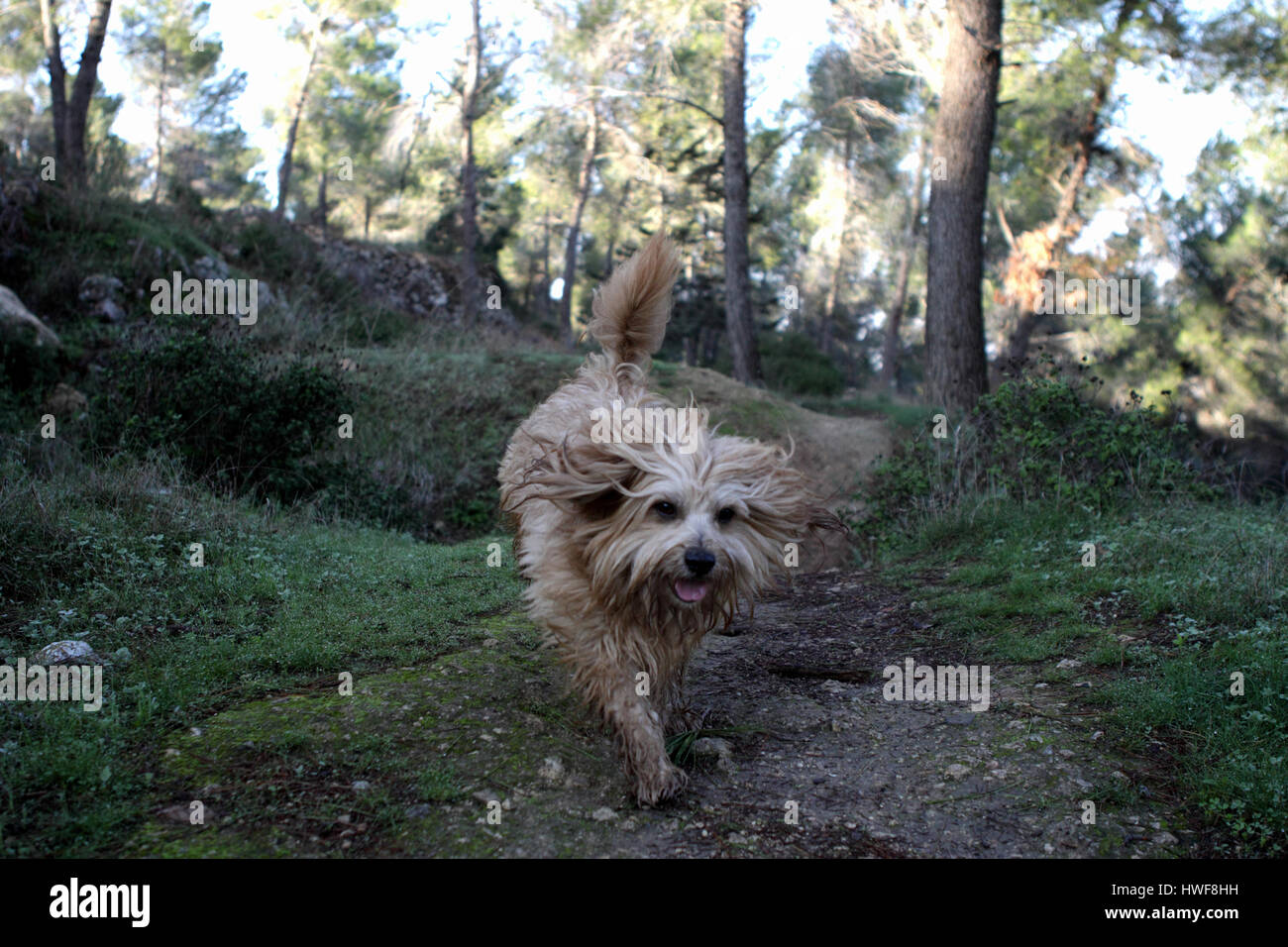 Un Yorkshire Terrier cane corre in una foresta di pini su fondo bagnato e fangoso terreno dopo la pioggia. La foresta di Gerusalemme, Gerusalemme, Israele. 27.12.2012 Foto Stock