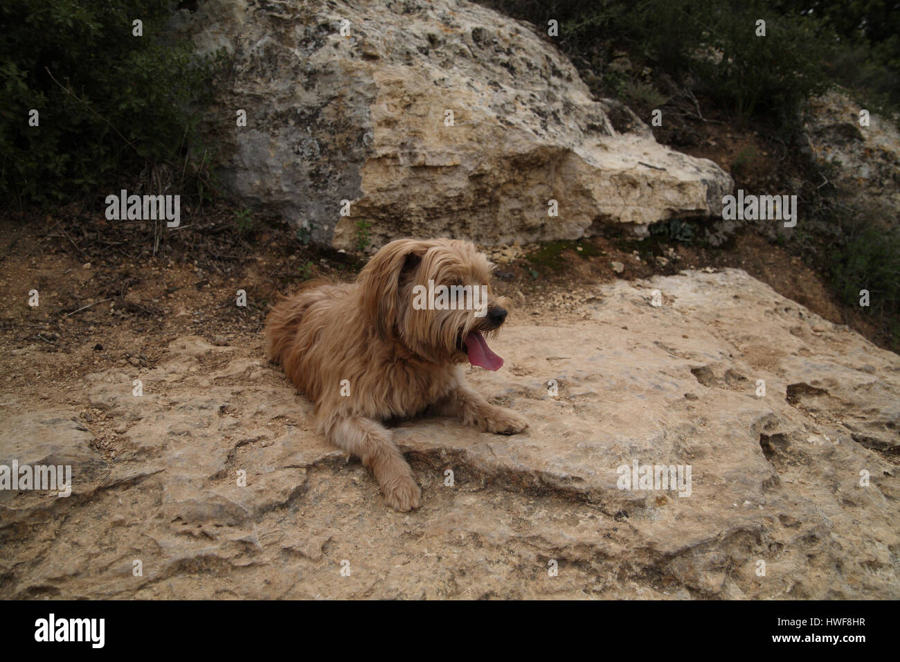 Un Yorkshire Terrier cane poggia con la sua lingua fuori su una roccia dolomitica nella composizione come il contorno della roccia. Foresta Aminadav, Gerusalemme, Israele. Foto Stock