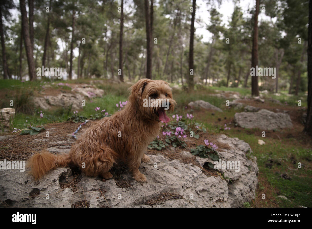 Un Yorkshire terrier cane poggia con la sua lingua fuori su una roccia dolomitica con ciclamino fiori e alberi di pino dietro. Foresta Aminadav, Gerusalemme, Israele. Foto Stock