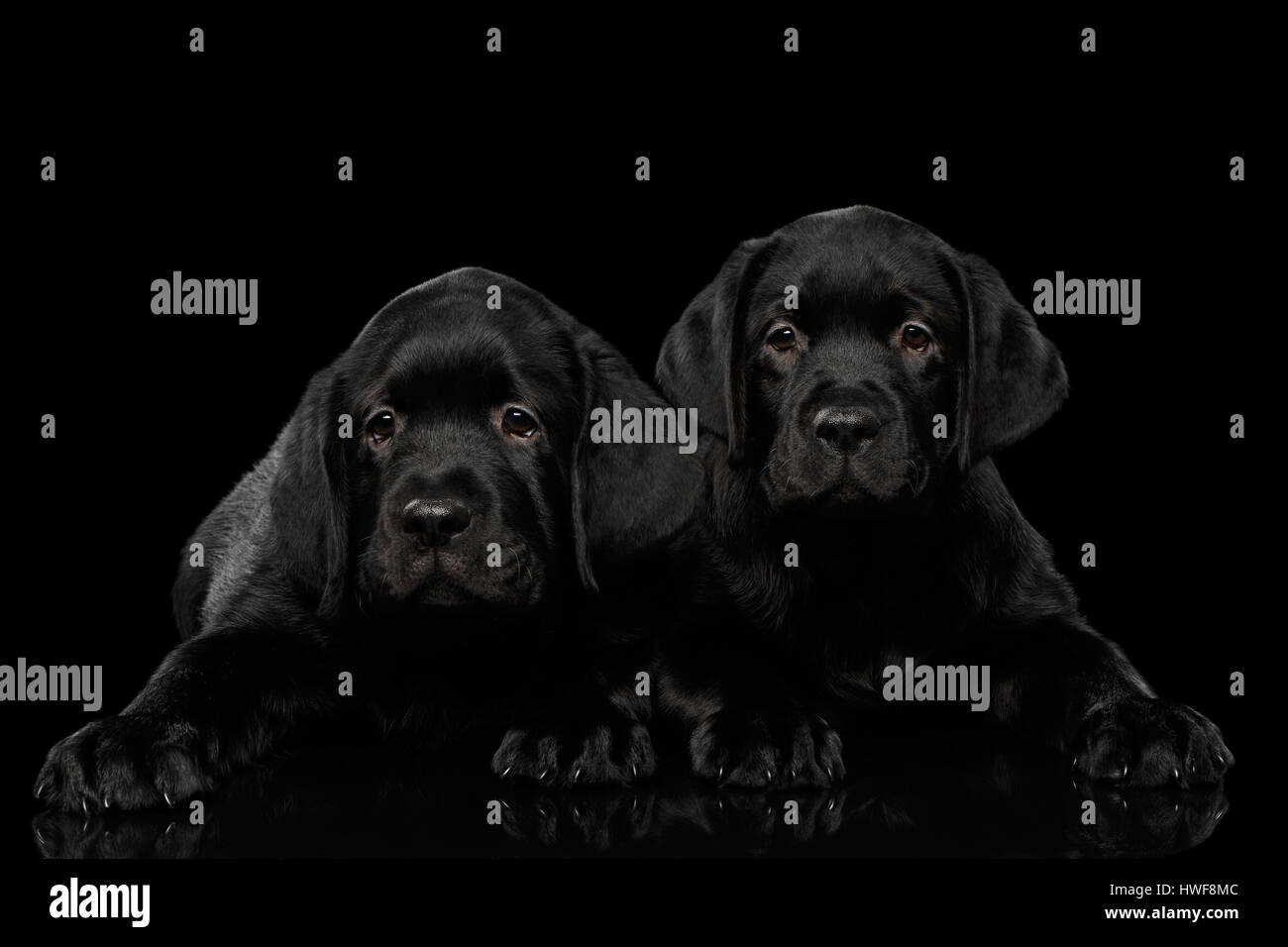 Il Labrador Retriever cuccioli isolati su sfondo nero Foto Stock