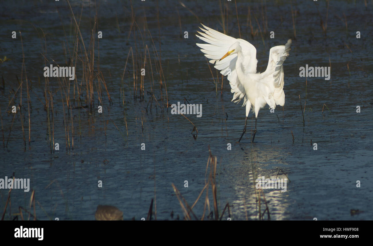 Airone bianco maggiore cercando una buona cattura con alette aperte Foto Stock