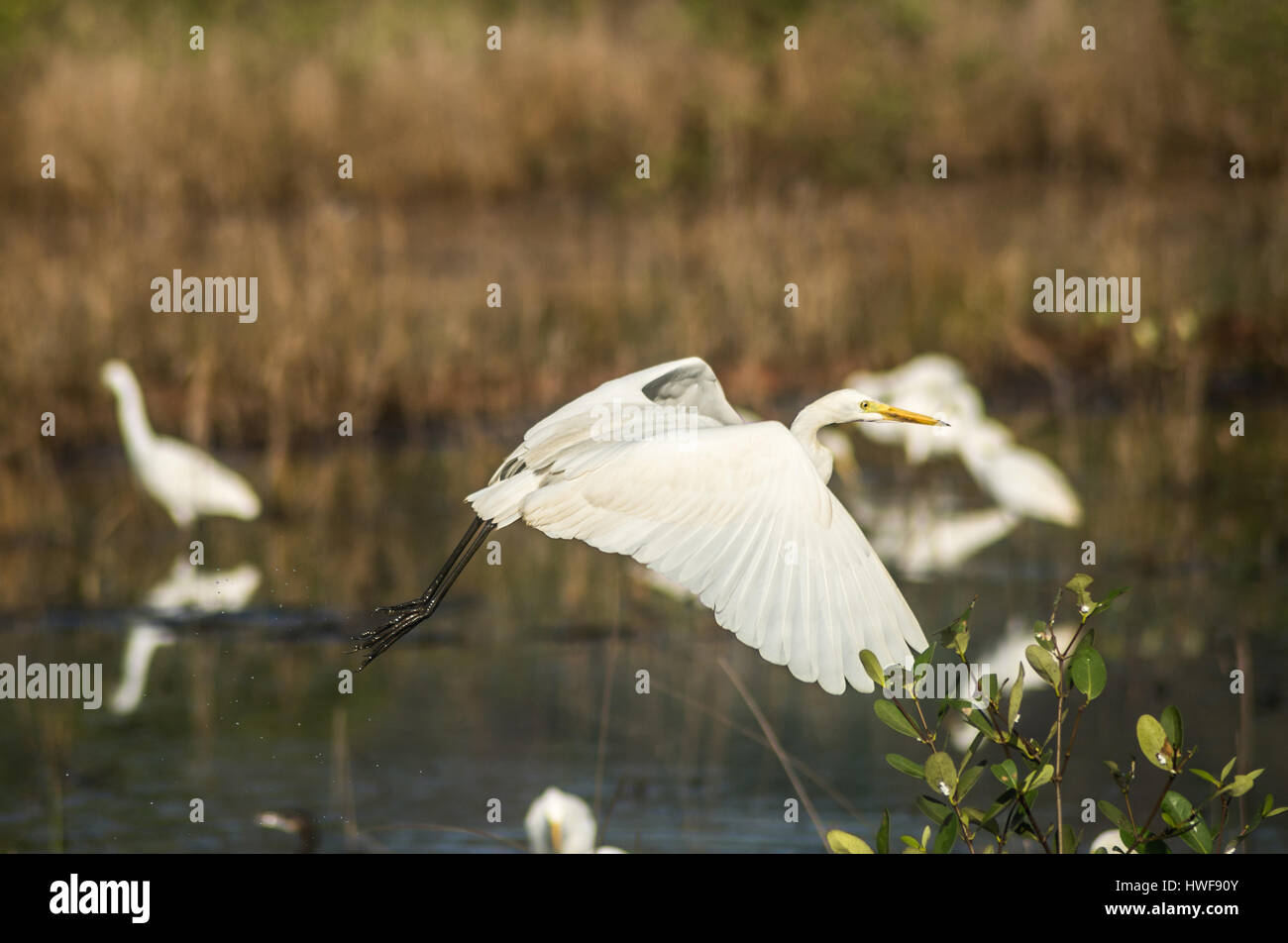 Airone bianco maggiore di volare su un fiume per una buona cattura Foto Stock