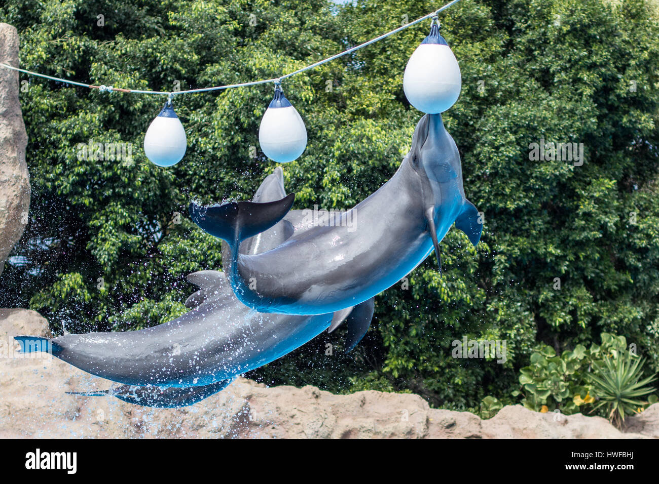 Jumping delfini presso lo spettacolo dei delfini Foto Stock