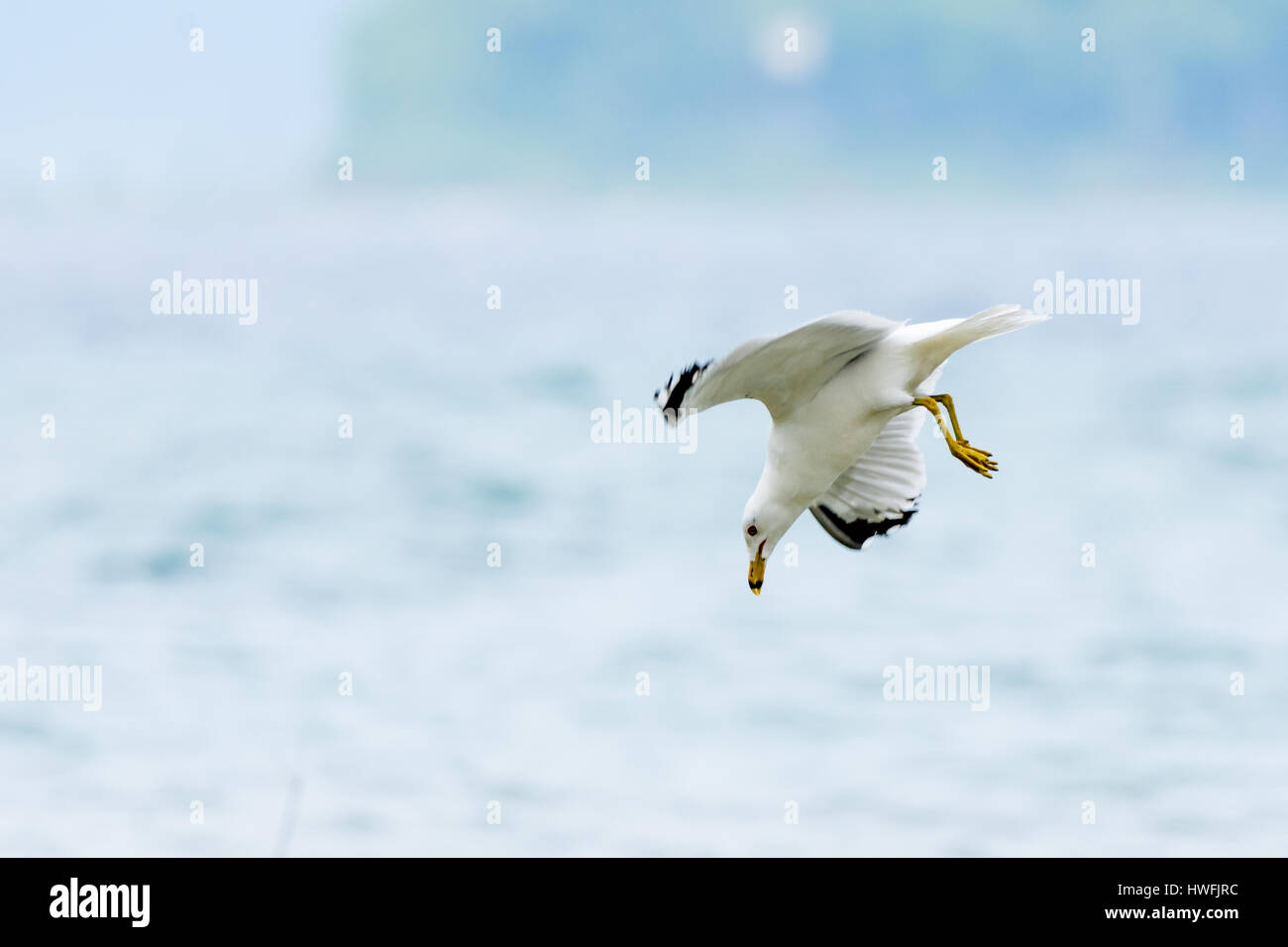 Anello-fatturati gabbiano (Larus delawarensis) immersioni per il cibo in acqua. Foto Stock