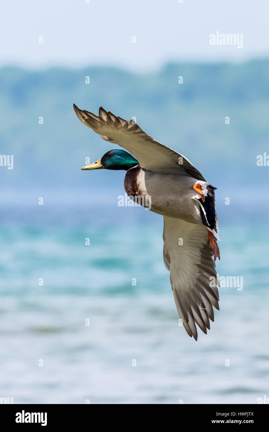 Un maschio (drake) Mallard Duck (Anas platyrhynchos) in arrivo per un atterraggio sull'acqua. Foto Stock