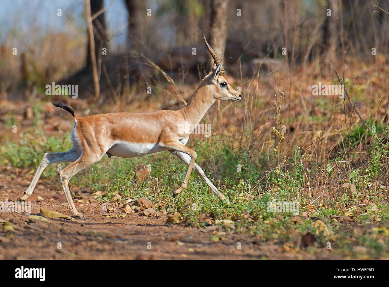 Indiano (Gazella Gazella bennettii) nel Parco Nazionale di Panna, India. Foto Stock