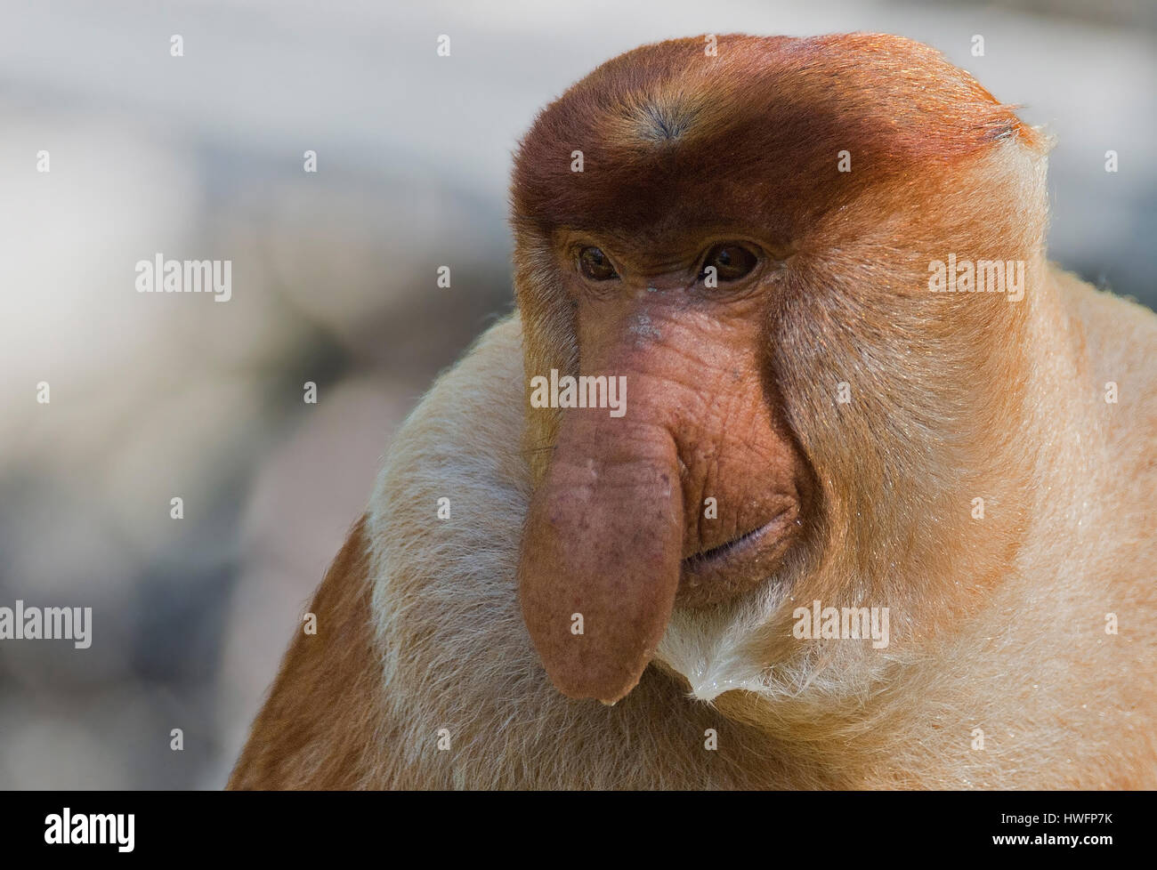 Maschio adulto proboscide di scimmia (Nasalis larvatus) in Labuk Bay, Sabah Borneo. Foto Stock