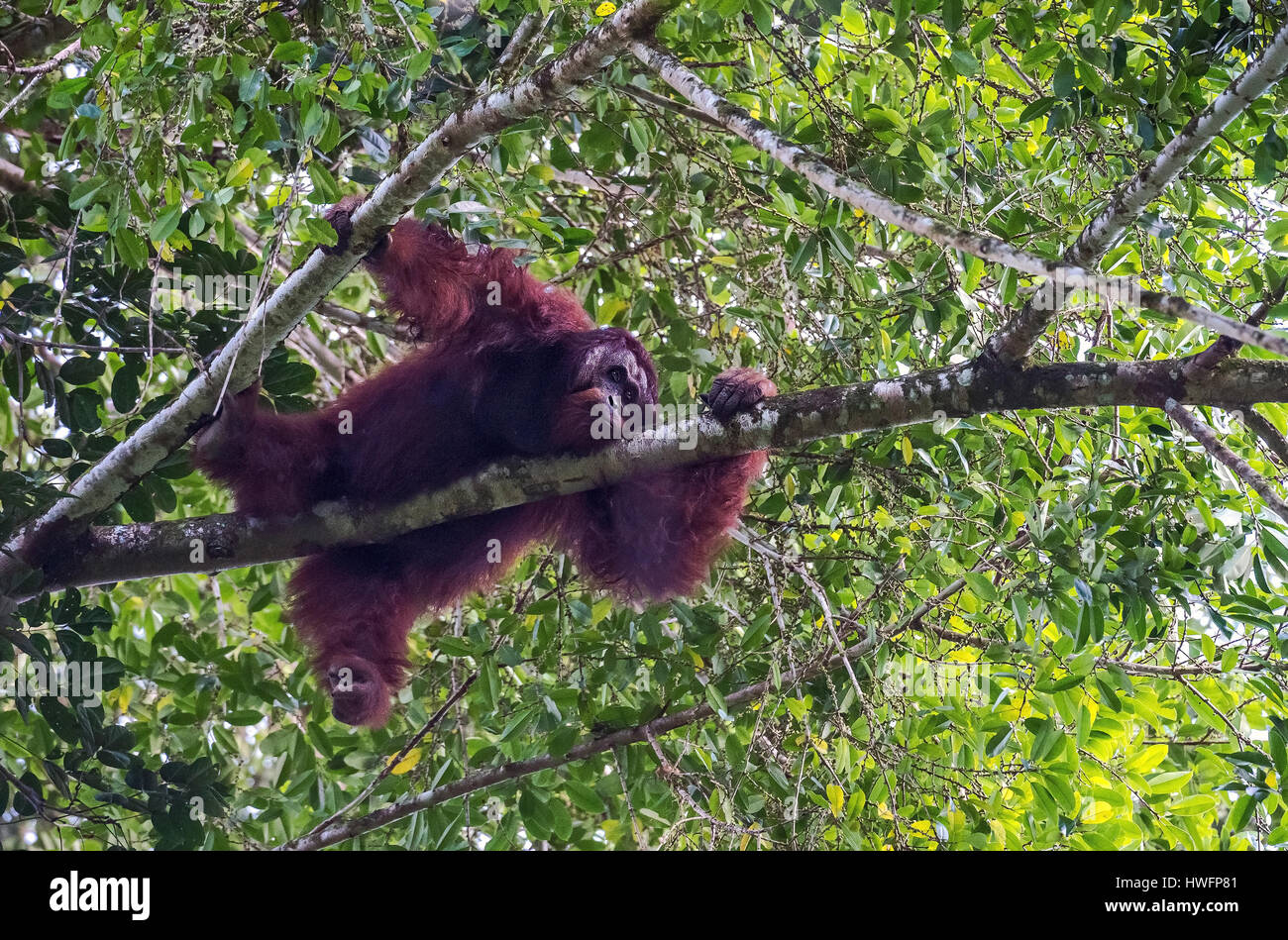 Grande, maschio orangutan nella tettoia del raiforest in Danum Valley, Sabah Borneo. Foto Stock